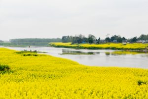 【3月1日亲子特惠-小江南花海中的趣味野炊】徒步穿越小江南菜子花海，在春日阳光下野炊！