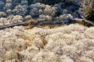 【3月1日68元特惠-黑虎岗乌梅花+挖野菜】登山赏花踏青，挖野葱和折耳根，摄影黑虎岗千亩乌梅花！