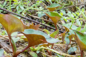 【3月8日妇女节特惠-纸坊沟赏花挖野菜】徒步小桃源茶马古道，挖折耳根、野葱、野菜，摄影油菜花，探寻曾经繁荣的茶马古道！