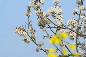 【3月8日妇女节特惠-官帽山樱桃花盛花期】徒步官帽山樱桃花风景区，摄影漫山遍野的樱桃花，挖野菜采摘美味耙耙柑！