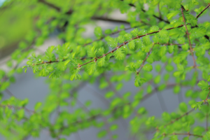 【3月15日亲子特惠-元宝山挖野菜】登元宝山原始森林打猎屋喝咖啡，采摘折耳根、野葱、蕨菜，小众又治愈的春游！