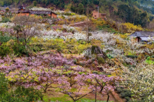 【3月16日78元特惠-幸福古村】成都周边绝美花海，踏入仙境之旅，幸福古村的魅力春天！