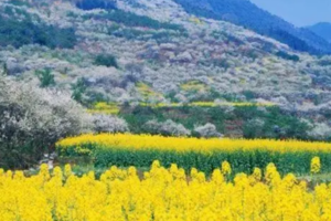 【3月23日78元特惠-花园村穿越白鹿镇】春天花海的经典穿越线路，初级特种兵，一路梨花、李花、油菜花、野菜！