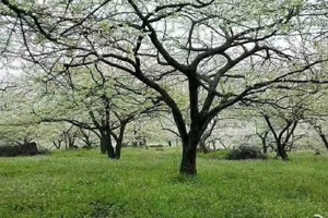 【3月22日68元亲子特惠-李子花+柴火野炊+折耳根】穿越大坪山李子花海，体验柴火野炊，采摘折耳根，满满的春游乐趣！