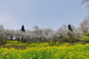 【3月29日68元特惠-小牛背山的春天】在油菜花、李子花、山花盛开的春日阳光，登顶云中屋摄影美丽成都平原！