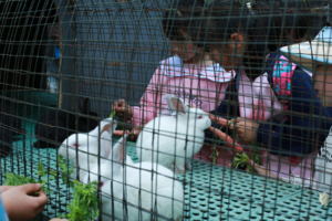 【3月29日亲子主题78元特惠-大熊猫自然保护区】喂兔子+放羊子+捡鸡蛋，挖折耳根，踏青青城寿山大熊猫国家公园！