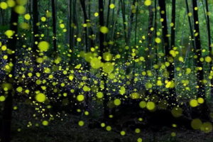 【4月5日-青神萤火虫迷幻森林】摄影浪漫的竹里萤光，探访伟大诗人求学和初恋地中岩寺！