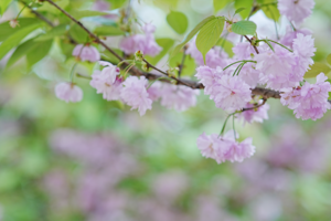 【4月5日68元特惠-金凤山樱花盛宴+挖野菜+挖楠竹笋】赴一场原始森林的樱花盛宴，挖野菜+挖折耳根+挖楠竹笋！