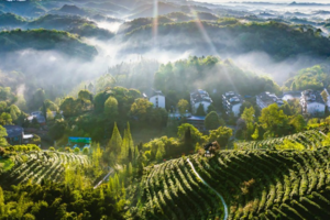 【4月6日78元特惠-茶溪谷采茶制茶+山谷赏花】去好山好水好茶的向峨乡，体验采茶制茶，踏青赏花美丽山谷！ 