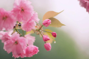 【4月13日-三郎金佛山樱花盛宴+挖折耳根】应春天的邀约，赴一场烂漫的樱花盛宴，在樱花下挖折耳根吃柴火鸡！