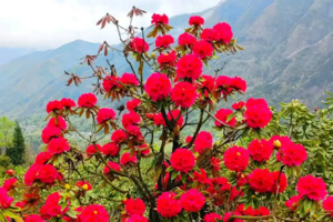 【4月19日78元特惠-虹口高山杜鹃+野山挖野菜】摄影虹口花谷高山杜鹃，登野山挖蕨菜+折耳根+野菜。