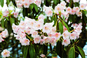 【5月2日-神瀑沟绝美景色】叠翠美景的原始森林，高山杜鹃与珙桐树攻陷的高山峡谷，神瀑沟的爆美季节来了！