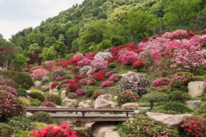 【5月3日78元特惠-虹口高山杜鹃+野山挖野菜】摄影虹口花谷高山杜鹃，登野山挖蕨菜+折耳根+野菜。