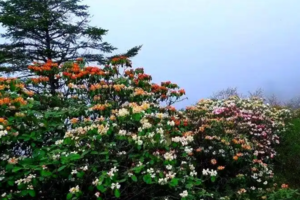 【5月4日68元特惠-小天台山杜鹃花】摄影美丽高山杜鹃，打野鹿耳韭和雪芽菜，观美丽云海和血汗啊，小众而静谧的登山线路！