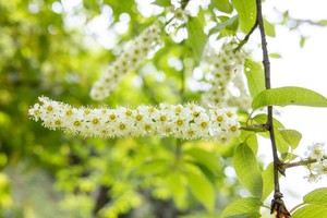 【5月10日-神瀑沟绝美景色】叠翠美景的原始森林，高山杜鹃与珙桐树攻陷的高山峡谷，神瀑沟的爆美季节来了！