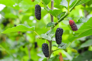 【5月10日亲子78元特惠-摘桑葚+喂蚕宝宝】蚕宝宝出来的季节，领养蚕宝宝，顺便摘桑葚+挖土豆+养蜜蜂+徒步上书院！