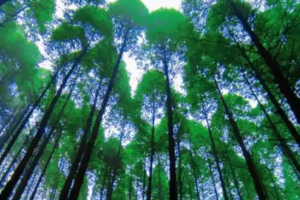 【5月11日-梦幻森林天鹅林场】初夏的光影世界，漫画大师的暮光森林，叠翠美景绿野仙踪，您值得拥有的初夏徒步之旅！