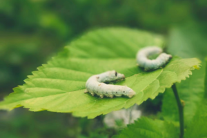 【5月18日亲子主题78元特惠-蚕宝宝+上书院】喂养蚕宝宝，摘桑葚，挖土豆，观蜜蜂，书院书徒步，溯溪玩水抓螃蟹！