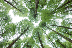 【5月31日特惠-小鱼洞穿越虹口】挑战成都周边最经典穿越路线，洗肺青幽静原始森林，摄影最美水杉林，一路野果一路山花！