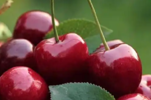 【6月7日-萝卜寨车厘子】去云朵上的羌寨采摘又大又min甜的车厘子，摄影云海、雪山、大峡谷美丽风景，探寻古老羌寨文化！