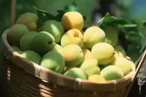 【6月7日亲子主题-天府青梅第一村】徒步青梅村雁鹅坪小环线，溯溪抓螃蟹，采摘青梅制作青梅酱，探寻中国悠久酒文化！