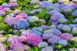 【6月8日68元特惠-莫奈花园+青梅煮酒】摄影斜江两岸绣球花海，径至云深处大坪山，采摘文人独爱的青梅，制作青梅酱！