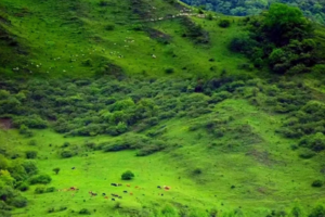【6月22日-云中岭青青大草原】青青草原、原始森林、蓝天、白云、云海、牛群、羊群、马群同框，美得如童话世界！
