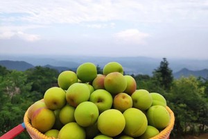【7月12日68元特惠-大坪山李子+乌梅】问道鹤鸣山，径至云深处大坪山，采摘满山遍野的李子和乌梅，打卡滑翔伞基地！