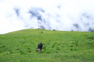 【7月19日-依则邦纳捡菌子】探秘外人从未涉足的神山，捡菌子，摄影花海，与美丽的雪山群相伴！