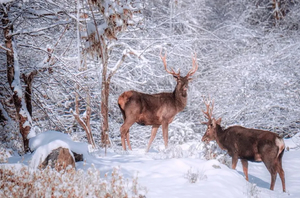 【元旦节-喇叭河2日游】四川的奈良公园，冬天的冰雪秘境！