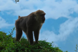 【元旦节1月1日亲子主题59元特惠-太阳湾领奖牌】徒步登顶龙门大峡谷，摄影美丽的宝山风景区，偶遇可爱的小动物！
