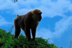 【1月11日亲子59元特惠-太阳湾领奖牌】徒步登顶龙门大峡谷，摄影美丽的宝山风景区，偶遇可爱的小动物！