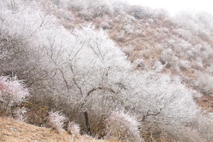 【1月17日-卧龙赏雾凇+年猪饭】摄影卧龙醉美雾凇，徒步卓西牧场+红叶沟经典线路，观高山雪景和云海！
