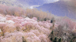 【2月7日会员59元特惠-三元场乌梅花】徒步西岭雪山旁的三元场，摄影漫山遍野的乌梅花，登高俯瞰斜江河谷美景！