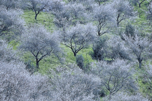 【2月1日亲子59元特惠-雁鹅坪乌梅花】摄影成都版的小林芝花海，徒步雁鹅坪小环线，赏美景挖野葱！