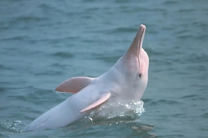 【春节-德天瀑布+三娘湾看海豚6日游】近距离观看深海精灵海豚，从喀斯特山水到小众海湾，一场跨越山海的旅行！