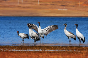 【春节-乌蒙秘境大山包3日游2月19日出发】云南冬日私藏，观云海日出，摄影黑颈鹤，探秘超小众峡谷美丽风景！