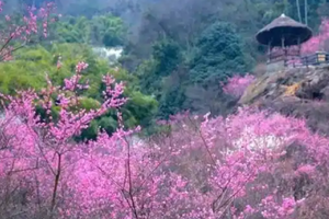 【3月1日68元特惠-丹景山梅花】早春限定，成都最大的山谷梅花盛花期已到，这里被称为蜀中最晚第一赏梅盛地。