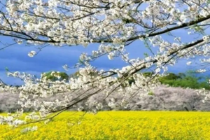 【3月7日亲子59元特惠-官帽山花海】徒步官帽山风景区，摄影漫山遍野的樱桃花+李子花+油菜花，挖野菜，采摘美味耙耙柑！