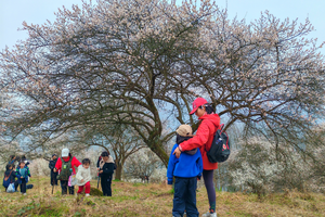 【3月8日妇女节59元特惠-黑虎岗挖折耳根】登山赏花踏青，挖野葱和折耳根，摄影黑虎岗千亩乌梅林！