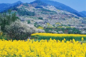 【3月7日78元特惠-花园村穿越白鹿镇】春天花海的经典穿越线路，初级特种兵，一路油菜花、樱桃花、梨花、李花、野菜！