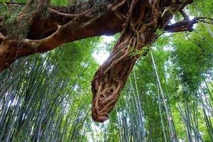 惠州 香溪河徒步原始乡村，游览龙门古堡 【入门难度】