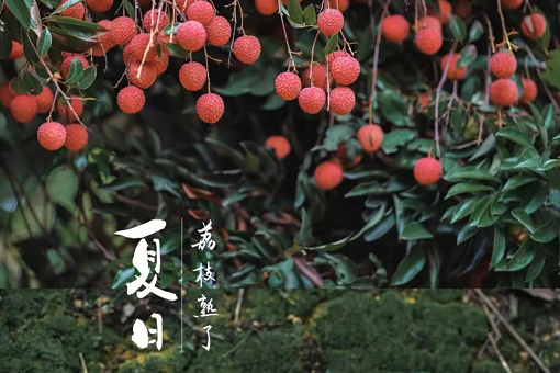6月10日周六   摘荔枝 +游白江湖   赏莲塘荷塘美景&尝特色烧鸡  特价88元