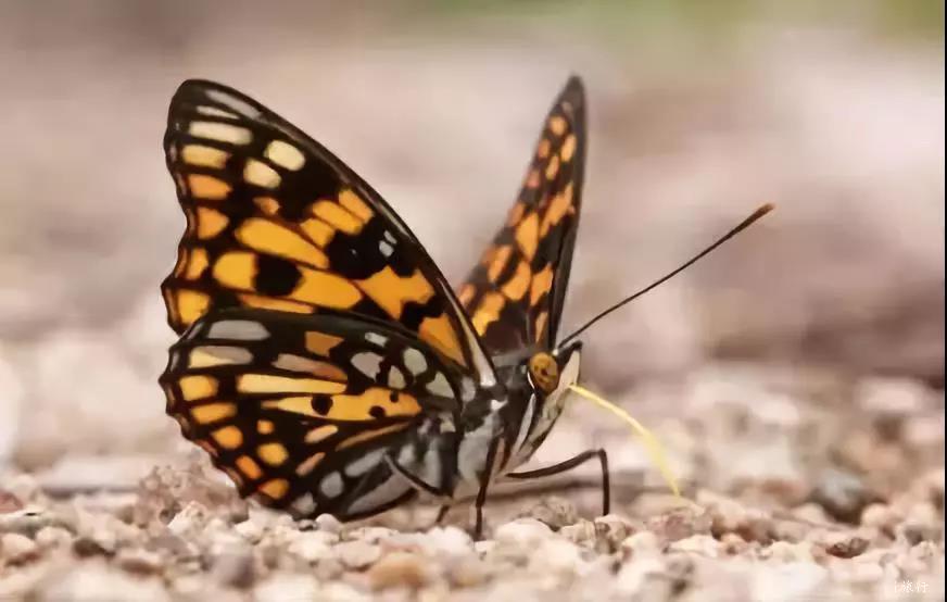 微信图片_20181008164725