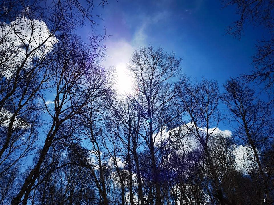 七彩森林白桦林2