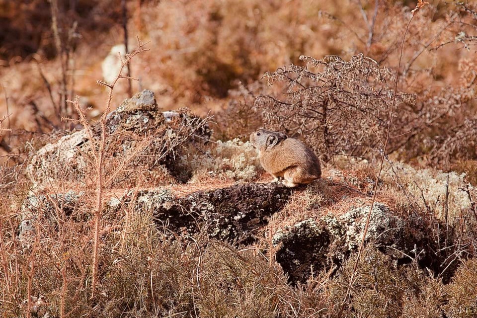 0O_e7PA5rBbpmVJgIC8EzLx8OCBX9VuKvitSXopvMcuT3jrjtrsCkCUoz5oggIn5