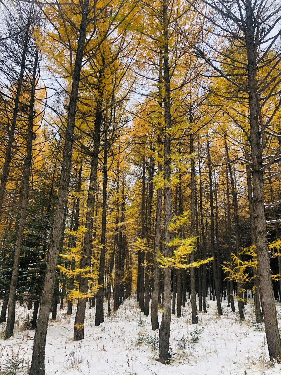 mmexport1601856544365