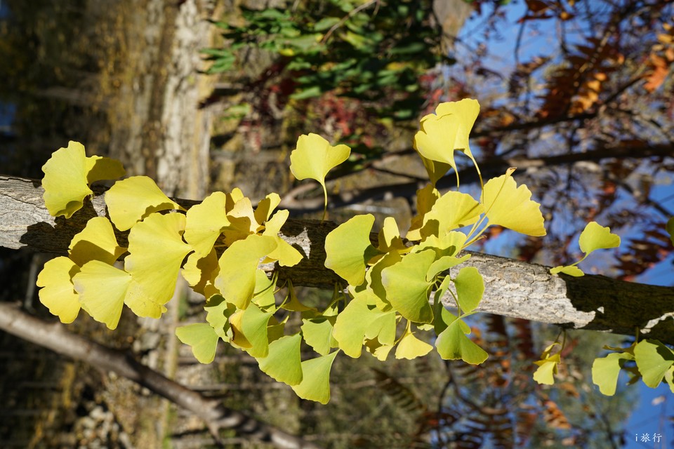 mmexport1603549394938