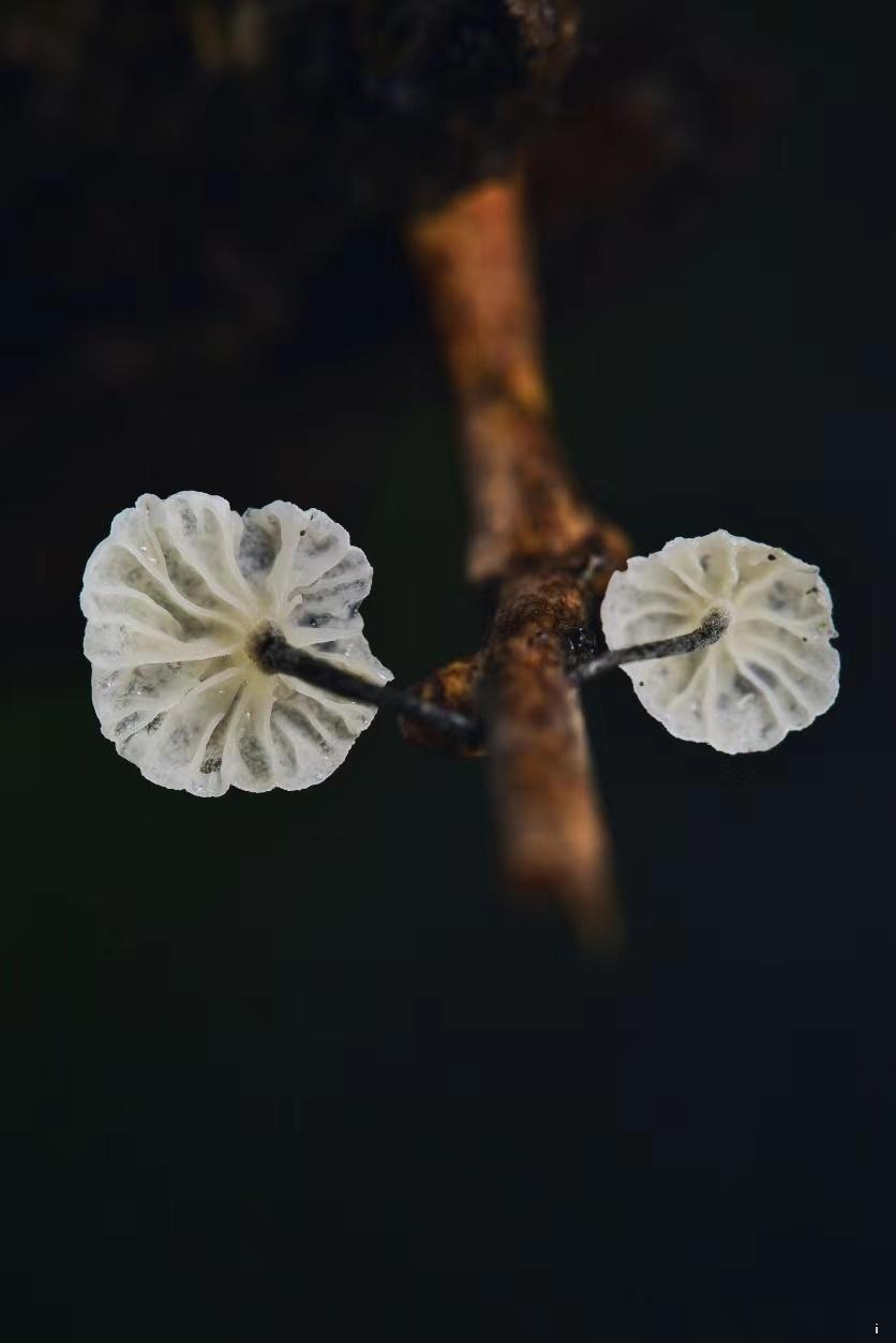 qJmRneHcyrXPIVD8d4zldZvmxLiZWaJGGkWDDlVsMzF1XjB_P9zLnCB9Juij1Xxw