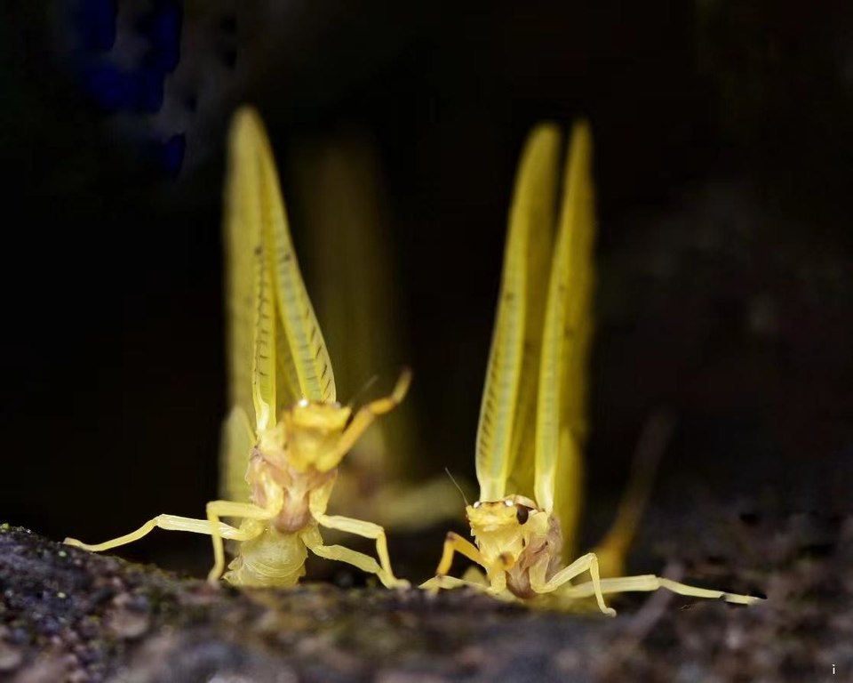 qJmRneHcyrXPIVD8d4zldciNLDlcZZ2R1LpXxwbpxt-SZj2UUG_-FWXz9dogODfv